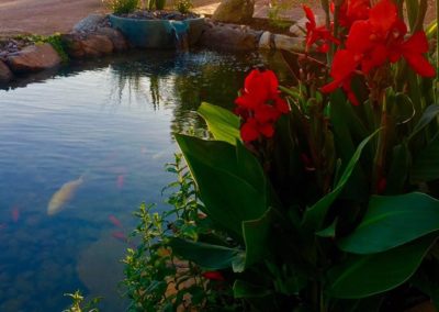 Koi Pond at Sunset With Flowers