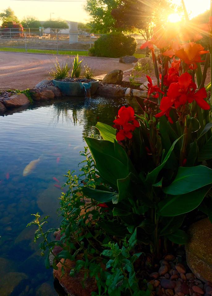 Koi Pond at Sunset With Flowers
