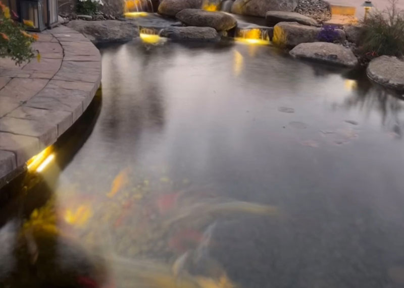 Koi Pond Company Near Me