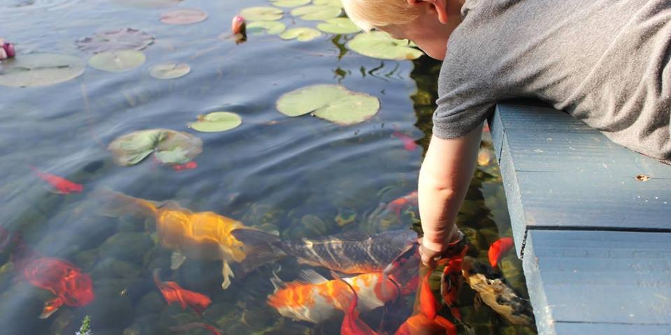 Boy With Hand in Koi Pond