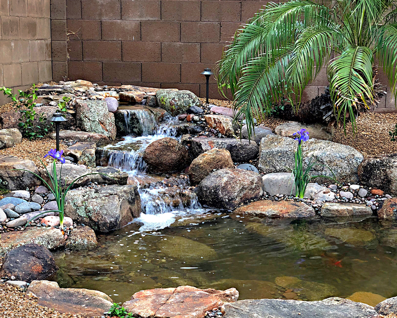 Koi Pond in Gilbert