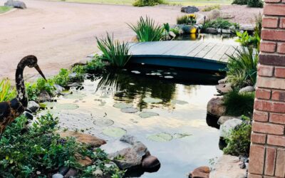 Tips to Care for Your Pond in Fall and Winter