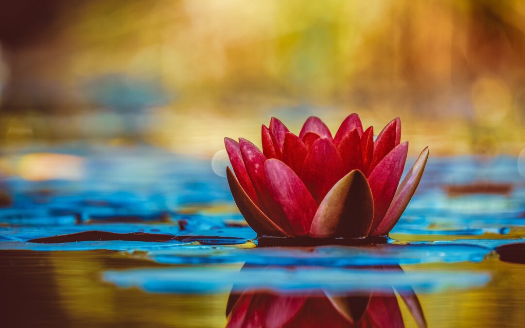 A flower sitting on the surface of a pond